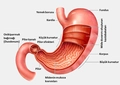 Gastrit nedir?