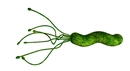 H. Pylori Belirtileri ve Tedavisi